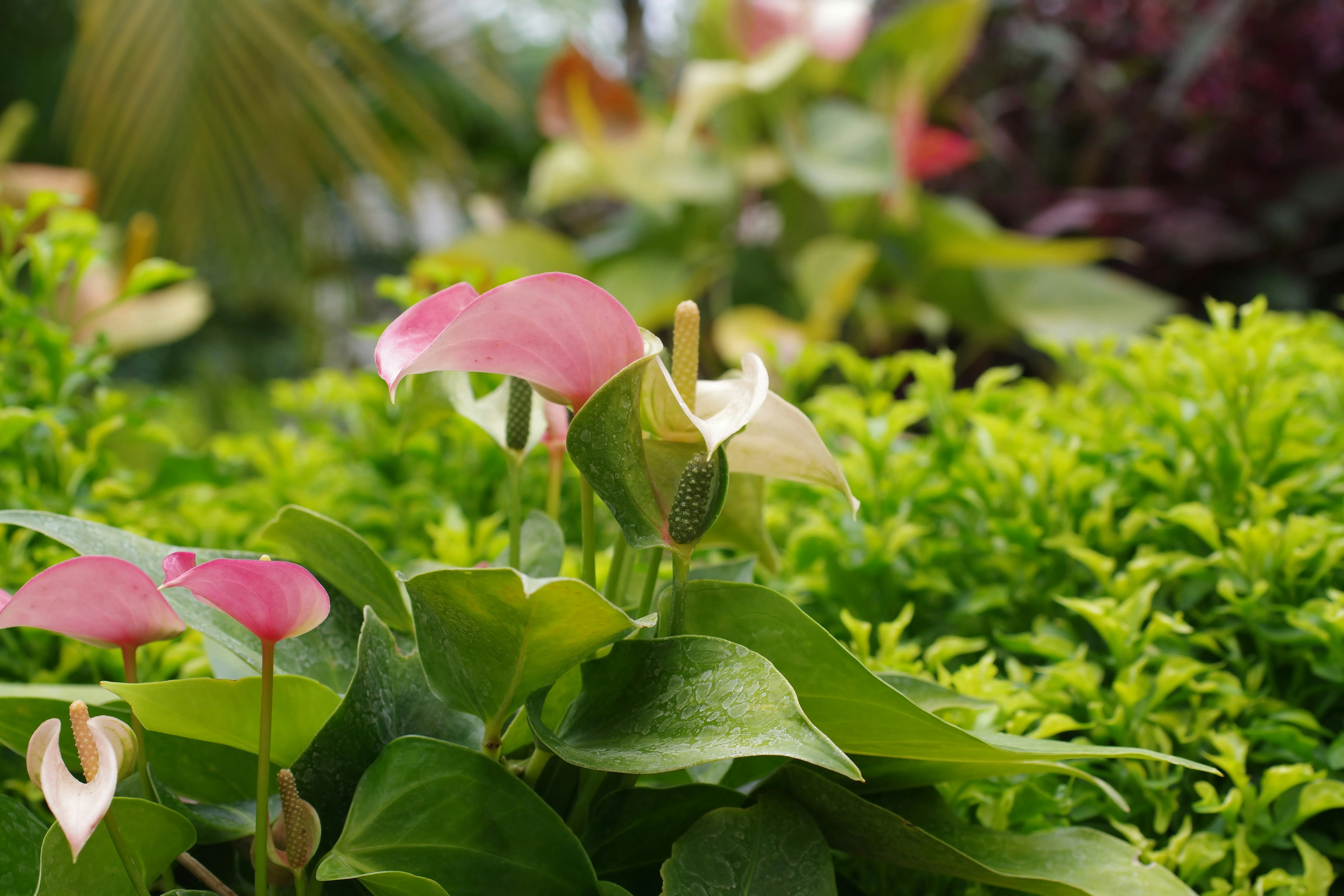 Nasadzenia i aranżacje ogrodowe - zakładamy ogrody od podstaw